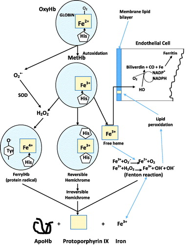 Figure 7. Oxidative pathways associated with heme exposure.