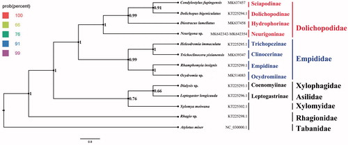 Figure 1. Bayesian phylogenetic tree of 13 Diptera species. The posterior probabilities are labeled at each node. Genbank accession numbers of all sequence used in the phylogenetic tree have been included in Figure and corresponding to the names of all species.