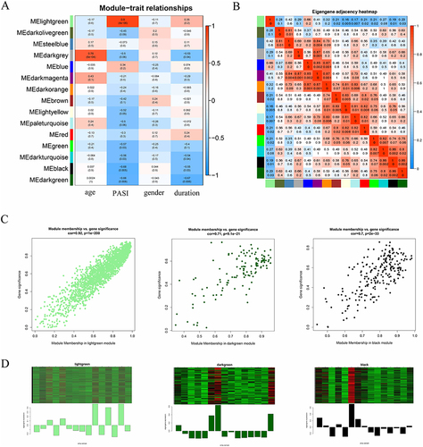 Figure 3 Module-trait associations and analysis of three important modules. (A) Heatmap of adjacencies in the eigengenes network. We can see which modules are closely related to phenotypic PASI. Light-green module exhibited the strongest correlation with PASI. Red represents high adjacency (positive correlation), whereas blue represents low adjacency (negative correlation). (B) Each row corresponds to a module eigengene, column to a trait. Each cell contains the corresponding correlation and p values. The cells are color-coded by correlation. (C) Scatterplots of GS (y-axis) versus MM (x-axis) for three modules (light-green, dark-green, and black modules). (D) MES of three modules. The above line shows the expression levels of all genes in the module (y-axis) and the same sequence sample (x-axis). The following line shows the corresponding ME expression values for the module (y-axis) and the same sorted sample (x-axis).