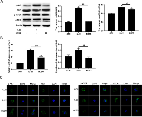 Figure 4 MCEO regulates IL-22-induced HaCaT proliferation by inhibiting the PI3K/Akt/mTOR pathway. (A) HaCaT cells treated with or without IL-22 and MCEO were subjected to Western blotting using specific antibodies against p-Akt, Akt, p-mTOR, and mTOR. (B) The mRNA expression levels of IL-6 and IL-1β were analyzed by qRT-PCR. (C) HaCaT cells treated with or without IL-22 and MCEO were stained with p-Akt, Akt, p-mTOR, and mTOR and assessed using immunofluorescence. p-Akt, Akt, p-mTOR, and mTOR (green), nuclei (blue). Magnification, ×2070. Bar graphs represent mean ± SD of results derived from three independent experiments performed in triplicate. **P<0.01 vs NC; #P<0.05 and ##P<0.01 vs IL-22 group.