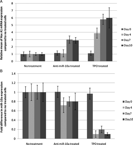 Figure 4. Quantitative real-time PCR. (A) Fold expansion of HOX A1 mRNA in different treatments with respect to CD133+ untreated cells. (B) Fold difference of miR-10a in different treatments with respect to CD133+ untreated cells.