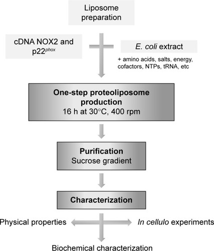 Figure 1 Diagram of the production of proteoliposomes in a cell-free expression system.Notes: Cell-free transcription and translation are initiated by adding liposomes and DNA plasmid into the reaction medium. This system also requires E. coli extract, an energy regeneration system and substrates (NTPs, salts, amino acids, chaperones, cofactors, etc).Abbreviations: E. coli, Escherichia coli; NTPs, nucleotide triphosphates.