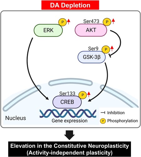 Figure 6. Schematic illustration of the proposed molecular mechanism underlying neuroplasticity in the hippocampus due to DA depletion. In hippocampal neurons, activity-independent plasticity involves the phosphorylation of ERK and the subsequent activation of CREB specific transcription factors, which in turn regulate gene transcription. Concurrently, DA depletion influences the phosphorylation of Akt at the Ser473 residue, leading to inhibitory phosphorylation of GSK-3β at the Ser9 residue. A pivotal result of this signaling cascade is the activation of CREB, which influences synaptic plasticity by modulating gene expression in hippocampal neurons. It should be noted that this representation omits some critical pathways in hippocampal neurons for the sake of clarity. Akt, protein kinase B; CREB, cAMP response element-binding protein; DA, dopamine; ERK, extracellular signal-regulated kinase; GSK3, glycogen synthase kinase 3.