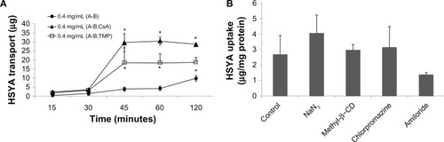 Figure 5 (A) Effect of p-gp inhibitors (cyclosporin A and tetramethylpyrazine) on cellular transport of HSYA solution. (B) Endocytosis inhibitor studies on Caco-2 cells of HSYA-SDEDDS with three kinds of endocytosis inhibitors and NaN3 to inhibit mitochondrion.Note: *P < 0.05, compared with control.Abbreviations: HSYA, Hydroxysafflor yellow A; p-gp, p-glycoprotein; SDEDDS, self-double-emulsifying drug delivery system.