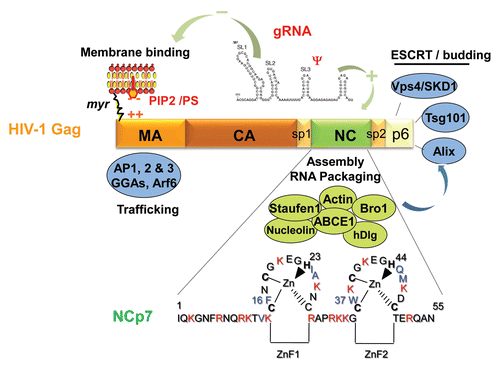 Figure 3 The Gag polyprotein precursor, its NC domain and the associated cellular factors. HIV-1 Gag is composed of 3 main domains which are MA, CA and NC, one C-terminal peptide p6 and two spacer peptides, sp1 and sp2. The matrix MA domain is responsible for Gag membrane binding via the myristate and the basic (++) region with the PIP2/PS phospholipids. MA domain contains motifs that bind different cellular factors, such as AP1, AP2, AP3, GGA and Arf6 involved in Gag trafficking. The NC domain of Gag is necessary for gRNA recruitment via its interaction with the Psi packaging signal and the NC basic residues (in red) and the hydrophobic plateau encompassing the two conserved zinc fingers. The gRNA is also able to interact with the MA domain by competing with PI(4,5)P2. The NC domain is a key factor for the early assembly complex formation by Gag multimerization on the gRNA. NC and p6 interact with cellular factors; NC with actin, Staufen1, the Bro1 domain of ALIX and ABCE1 as described in this review; the C-terminus of Gag, via the p6 peptide containing the late budding domain is able to recruit the ESCRT cellular proteins, such as Tsg101, Alix and Vps4/SDK1, which are essential for particle budding. Sp1 and Sp2 are linker involved in HIV-1 morphogenesis. The 55 amino acids of mature NC are given; NCp7 is highly basic (in red) and contains two highly conserved zinc CCHC binding motifs and a plateau of hydrophobic amino-acids (in blue) involved in RNA-NC interactions, RNA chaperone activities and particle assembly.