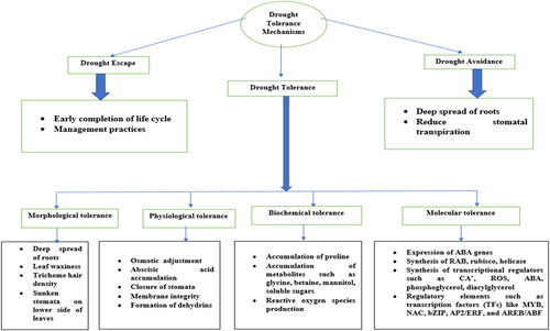 Figure 2. Drought tolerance mechanisms in wheat.