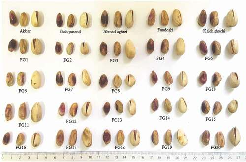 Figure 1. The nut and kernel of selected superior pistachio female genotypes form an open pollination seedling population (FG1-20) along with five commercial Iranian Pistachio cultivars