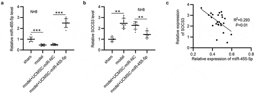 Figure 5. MiR-455-5p is inversely correlated with SOCS3 in murine uterine tissues. (a) RT-qPCR analysis of miR-455-5p levels in the four groups (n = 8/group). (b) RT-qPCR analysis of SOCS3 levels in the four groups (n = 8/group). (c) Pearson correlation analysis for analyzing the expression correlation between SOCS3 and miR-455-5p. **p < 0.01, ***p < 0.001