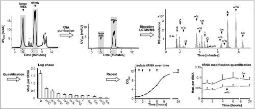 Figure 1. Workflow to determine modification levels in tRNA during yeast growth cycle. The isolated total RNA was purified by size exclusion chromatography (SEC) (*5.8S/5S rRNA peak, #unknown contamination). The tRNA fraction was then digested and the obtained nucleosides separated and quantified over LC-MS to receive the shown chromatogram on the upper right side. The average amounts of the respective modifications per molecule tRNA in log growing cells were calculated and plotted (error bars represent SD of n = 3). The quantification was repeated during growth (arrows indicate sample time points) and the quantities of the modifications Cm and m7G were plotted over time. Abbreviations: D = dihydrouridine, Ψ = pseudouridine, C = cytidine, m1A = 1-methyladenosine, U = uridine, m5C = 5-methylcytidine, m7G = 7-methylguanosine, Cm = 2′-O-methylcytidine, I = Inosine, G = guanosine, m5U = 5-methyluridine, m1G = 1-methylguanosine, Gm = 2′-O-methylguanosine, m2G = N2-methylguanosine, A = adenosine, m22G = N2,N2-dimethylguanosine, Am = 2′-O-methyladenosine.