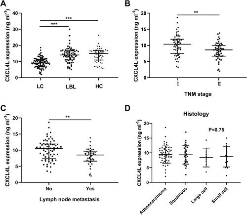 Figure 1 Downregulation of serum CXCL4L1 in lung cancer (LC) patients. (A) Serum CXCL4L1 expression in patients with LC, patients with lung benign lesion (LBL), and healthy controls (HC). (B–D) Serum CXCL4L1 expression in LC patients stratified by TNM stage, lymph node metastasis, and histology types. **P< 0.01, ***P< 0.001.