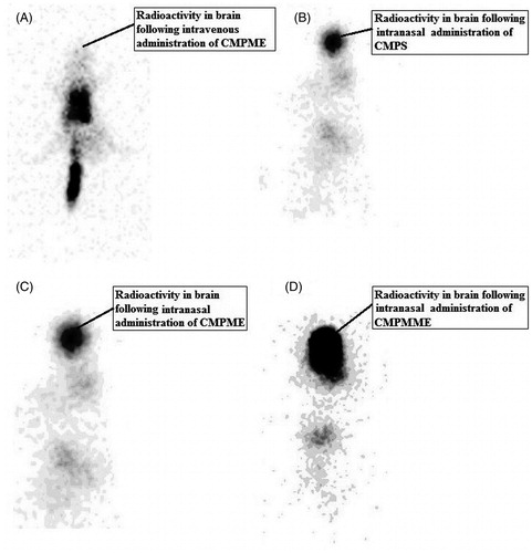 Figure 2. Gamma scintigraphy of antero-posterior (AP) view of rat following intravenous administration of 99mTc-CMPME (A), intranasal administration of 99mTc-CMPS (B), 99mTc-CMPME (C), and 99mTc-CMPMME (D). Rats were administered 100 µCi radioactivity by intravenous and intranasal administration.
