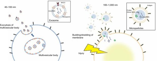 Figure 1 Comparison of the size and release mechanism of exosomes and MPs.