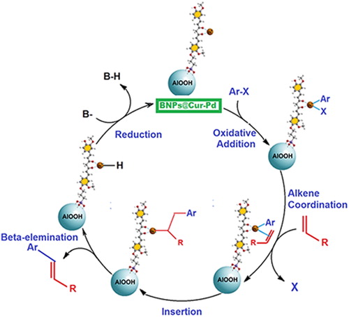 Scheme 4. Schematic of the Heck coupling mechanism by BNPs@Cur-Pd nanocatalyst.