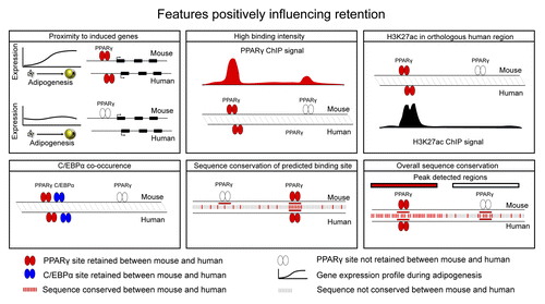 Figure 1. Schematic views of features with a positive influence on retention of PPARγ binding. Retention is increased by proximity to induced genes,Citation6,Citation19 binding intensityCitation6,Citation20 H3K27ac in the orthologous human region,Citation19 co-occurrence with C/EBPα,Citation6 conservation of the predicted binding siteCitation6,Citation19,Citation20 and overall sequence conservation.Citation6,Citation20