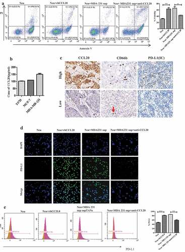 Figure 1. Tumor-derived CCL20 activated and induced PD-L1 expression on neutrophils. (a) Viability of neutrophils treated with recombinant human CCL20 or supernatant from MDA231cell lines. (b) CCL20 expression as determined by ELISA in cell culture supernatant from breast cancer cell lines. (c) The expression of CCL20, CD66b and PD-L1 in breast cancer tissues (Immunohistochemistry, ×400). (d and e) PD-L1 expression on neutrophils cultured with rhCCL20 and MDA-MB-231 supernatant in the presence of CCL20 neutralizing antibody as determined by immunofluorescence and flow cytometry, respectively
