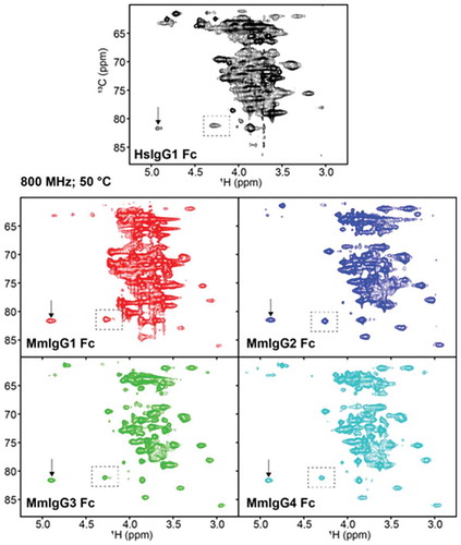 Figure 4. Differences in spectral quality in 1H-13C HSQC spectra of [13CU-glycan]-Fcs collected at 18.8 T and 50ºC. These spectra were processed with only a sine-squared line-broadening function in the direct dimension. The vertical arrow highlights the peak which corresponds to the GlcNAc1 H6-C1 correlation. Peaks within the dashed boxes are used for comparisons of spectra in the main text.