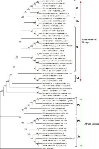 Figure 2. Phylogenetic analysis of genes encoding polyprotein in Zika virus. Maximum likelihood tree was generated from nucleotide sequences of 59 Zika virus strains (complete open reading frame) retrieved from GenBank utilizing the GTR + G + I model. The tree was rooted with Spondweni virus reference sequence (GenBank accession number NC_029055). Numbers at the nodes represent percentage bootstrap support values based on 1000 replicates. Strains/isolates are represented according to their name, accession number, country of origin, and year of collection/isolation/submission. Strains from Americas (1a–1c) together with those from Asian and Oceania constituted the Asian-American lineage and grouped into 1a, 1b, 1c, and 1d. The African strains/isolates clustered to form the African lineage and grouped into east (2a), central (2b) and west (2c) African sub-clades.