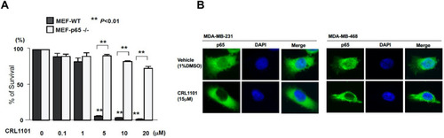 Figure 3 CRL1101 is specific to RelA: (A) CRL1101 affected RelA-null cells viability. Cell survival of RelA-null MEF cells were measured by MTT assay after treatment of CRL1101 at different concentrations. **P < 0.01 (B) CRL1101 sequestered RelA in the cytoplasm. Localization of RelA in TNBC breast cancer cells, MDA-MB-231 and MDA-MB-468, measured by fluorescence microscopy. TNBC cells treated with CRL1101 retained RelA (p65, green) in the cytoplasm compared to cells treated with vehicle. Cellular nuclei are stained with DAPI (blue).