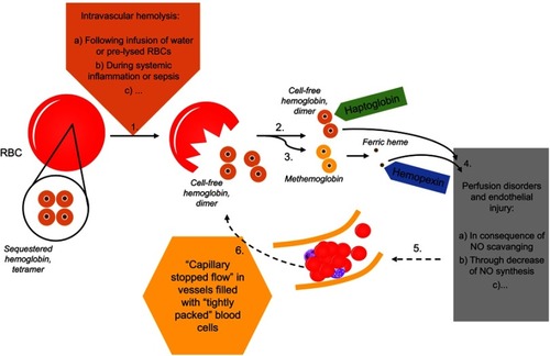 Figure 1 In the course of intravascular hemolysis (1), eg, induced by infusion of water or pre-lysed red blood cellsCitation2–Citation5 or as a consequence of systemic inflammation,Citation15 hemoglobin will be released from the red blood cells (RBCs) into the plasma.Citation1 Normally, cell-free hemoglobin or the during oxidation released ferric heme rapidly will be bound by its scavengers haptoglobin (2) and hemopexin (3). Massive hemolysis may result in saturation and depletion of these hemoglobin removal systems and consequently in an accumulation of hemoglobin and heme in plasma.Citation1 Both, cell-free heme and hemoglobin mediate endothelial injury (4).Citation1 Among others, cell-free hemoglobin is able to effectively scavenge nitric oxide (NO), which in turn leads to perfusion disorders (4).Citation1 Microcirculatory disorders will be associated with a reduced perfused capillary density and red blood cell velocity (5).Citation14 An increased amount of capillaries with either a low or a blocked flow is called as “capillary stopped-flow” or microvascular stasis (5).Citation13,Citation14 One consequence of changes in vessel diameter and concomitant rheological changes to blood cells will be the release of cell components (eg, hemoglobin) from red blood cells (6).Citation13 Causality seems to apply in both directions (1–4 vs 4–1).