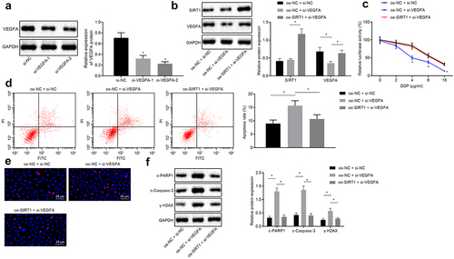 Figure 7. SIRT1 facilitates chemotherapy resistance of NSCLC by boosting VEGFA expression. A, Western blot analysis of VEGFA screening silenced sequence. B, Analysis of VEGFA and SIRT1 expression by Western blot analysis. C, MTS assay for proliferation of H460-R cells. D, Flow cytometry assay for detection of apoptosis in H460-R cells. E, Detection of Ɣ-H2AX positive expression in cells by immunofluorescence assay. F, Analysis of protein levels of SIRT1, c-PARP1, c-Caspase-3 and Ɣ-H2AX in H460-R cells by Western blot analysis. The experiment was independently repeated three times. * p < 0.05 vs. si-NC treatment or oe-NC + si-NC treatment.