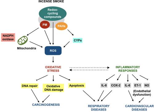 Figure 2 Possible oxidative stress mechanism underpinning the health effects of incense burning. Following the introduction into the body, constituents of incense smoke can enhance ROS generation through some ways, leading to oxidative stress and associated consequences. Carcinogenesis may occur as a result from oxidative DNA damage and improper DNA repair. Besides, oxidative stress and inflammation may be interconnected, contributing to the pathogenesis of cardiopulmonary conditions.