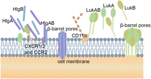 Figure 2 The pore-forming process of two β-PFTs. The water-soluble monomers S subunits (HlgA and HlgC) and one F subunit (HlgB) of γ-hemolysin target the receptors C5aR and C5L2 on the cell membrane. These proteins form beta-barrel pores that span the phospholipid bilayer. LukAB are pre-assembled into heterodimers in solution. Four LukAB heterodimers form an octamer on the cell membrane through direct interact with the receptor CD11b. The potential therapeutic targets are highlight by pentagram.