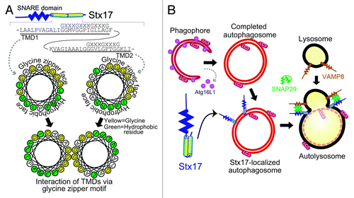 Figure 1. The autophagosomal SNARE STX17 mediates autophagosome–lysosome fusion. (A) STX17 forms a closely packed structure, which is mediated by the two transmembrane domains interacting with each other via the glycine zipper-like motifs, exposing the hydrophobic faces to the hydrophobic part of the lipid bilayer. (B) STX17 is recruited to completed autophagosomes and interacts with SNAP29 and VAMP8, which drives fusion between the outer autophagosomal membrane and lysosomal membrane.