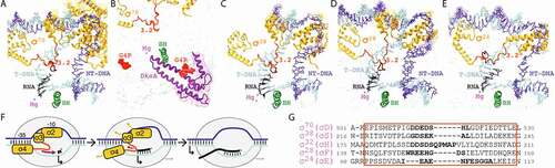 Figure 1. Structure of the σ finger in the principal and alternative σ factors in E. coli. (A-E) Structures of promoter complexes formed by RNAP holoenzymes containing the principal and alternative σ factors: σ70 (A, PDB 4YLO [Citation25]), σ70 with DksA and ppGpp (G4P) (B, PDB:5VSW [Citation55]), σ38 (C, PDB:5IPL [Citation34]), σ28 (D, PDB 6PMI [Citation38], σ24 (E, PDB 6JBQ [Citation35]). The σ factor is shown in ochre, the σ finger (region 3.2) is orange, deletions in the σ finger analysed in this study are brown. The template DNA strand (T) is light blue, the nontemplate DNA strand (NT) is dark blue, the RNA primer is black, the bridge helix (BH) is green, magnesium ions (Mg) bound in the active site are magenta. (F) Scheme of transcription initiation. Changes in the σ finger during RNA priming are indicated with arrows. (G) Sequences of the σ finger (shown in the orange box, corresponding to the region highlighted in orange in panels A-E) in the principal and alternative σs in E. coli. Deleted amino acid residues are shown in bold. Position of the σ finger in σ24 is based on the published structure of the RNAP σ24 holoenzyme [Citation35]