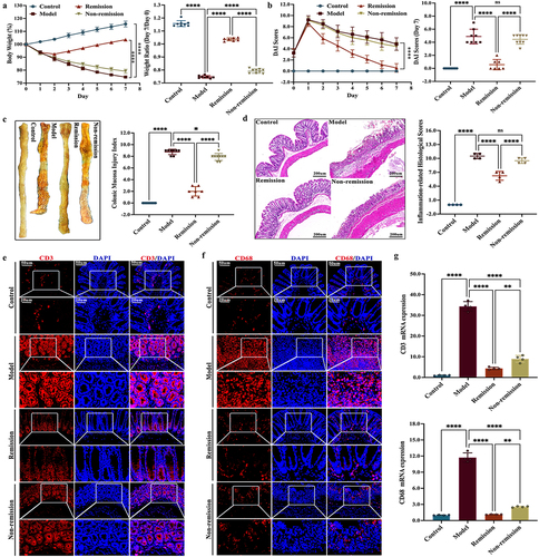 Figure 1. The pathological symptoms in remission-achieving colitis mice are alleviated by anti-α4β7-integrin. (a) Changes of weight loss and the ratio of weight loss (n = 7–9); (b) changes of disease activity index score and the disease activity index score at day 7 (n = 7–9); (c) Representative images of colon and related scores of colonic mucosal macro injury (n = 7–9); (d) Representative images at a scale bar of 200 μm and related scores of hematoxylin and eosin-stained colon tissue (n = 4); (e,f) Representative images at scale bars of 50 and 20 μm display CD3 and CD68 immunofluorescence-stained colon tissue (n = 4); (g) real-time quantitative polymerase chain reaction (RT-qPCR) of CD3 and CD68 in colon (n = 4). Mean ± SD are presented. A one-way analysis of variance (ANOVA) was applied. nsp > .05, *p < .05, **p < .01, and ****p < .0001.