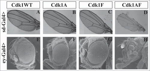 Figure 2. UASp-Cdk1-VFP transgenes expressed in imaginal wing or eye discs with sd-Gal4 or ey-Gal4, respectively, cause distinct phenotypic effects. Panels A to D show adult wings of progeny expressing the indicated transgenes in an otherwise wild-type background. Expression of Cdk1(WT), Cdk1(T14A) or Cdk1(Y15F) caused no detectable defects in adult wing morphology (A–C), whereas expression of Cdk1(T14A,Y15F) resulted in wing margin defects (D). (E–H) Scanning electron micrographs of adult eyes. Expression of Cdk1(WT), Cdk1(T14A) or Cdk1(Y15F) did not affect adult eye development (E–G), however Cdk1(T14A,Y15F) produced severe defects in adult eye and head structures resulting in pharate adult lethality. © Genetics Society of America. Reproduced with permission from Genetics Society of America. Permission to reuse must be obtained by the copyright holder.39