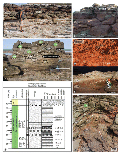 FIGURE 11. Lithofacies associations and architectural elements identified within the Broome Sandstone in the Kardalakan–Jajal Buru area, Dampier Peninsula, Western Australia (see Fig. 1). A, Nigel Clarke examines a heavily (sauropod) trampled surface of sheet flooded sediments of LFA-2 (white overlay), overlain with horizontally laminated and medium- to fine-grained sandstones of LFA-3; B, weathered exposure (isolated outcrop) of LFA-3, exhibiting horizontally laminated sands (LV, Sh) incised by 3rd-order surface and channel-fill medium-grained sandstone (CH); C, Dr. Anthony Romilio in the uppermost exposed portion of LFA-3 at Kardalakan; D, Quaternary alluvium (polymictic paraconglomerate) cover overlying the uppermost Broome Sandstone (LFA-3); E, commonly observed contact between LFA-1 and track-bearing horizons of LFA-2, normally with co-occurring bioturbation or floral traces (see Fig. 17E, F); F, lithostratigraphic illustration detailing the commonly occurring vertical profile observed in outcrop in the Kardalakan–Jajal Buru area; G, onion-skin weathering of LFA-3, directly overlying a poorly exposed LFA-2 preserving an isolated right pedal track of Megalosauropus broomensis (UQL-DP45-10; Fig. 20F, G). See Figure 9 for explanations of symbols and Tables 2, 3, and 4 for facies codes and architectural elements.