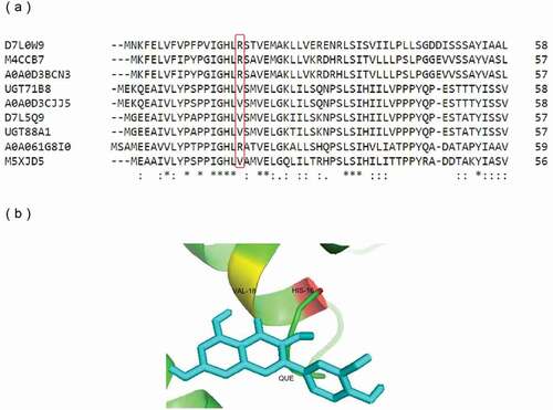 Figure 4. Protein sequence and structure analysis of UGT88A1. (a) Part of the multiple alignment of nine UGTs by Clustal O. ‘*’, ‘:’, and ‘.’, respectively, indicate the positions that have a single, fully conserved residue, and the residue with the ‘strong’ or ‘weaker’ groups fully conserved. (b) Stereo diagram of Val-18 and the atoms around (His-16 and quercetin). Quercetin is shown as a stick model.