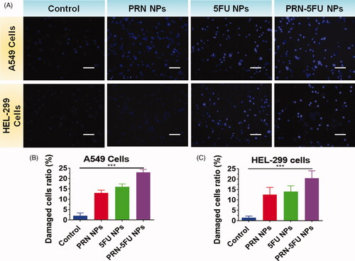 Figure 6. Assessment of apoptosis in human lung carcinoma cells (HEL-299 and A549) were treated with synthesized nanoparticles. HEL-299 and A549 cells were incubated at 37 °C for 24 h with separate samples (control, 5FU NMs, PRN NMs, and PRN-5FU NMs) for 24 h. The nucleus was discolored with Hoechst 33342 staining. The scale bar represents 20 μM.