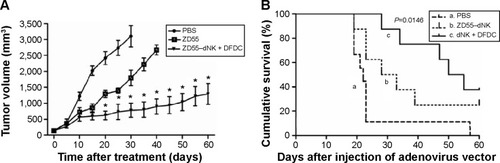 Figure 6 Observation of the antineoplastic effects of ZD55–dNK with DFDC in xenograft mice.