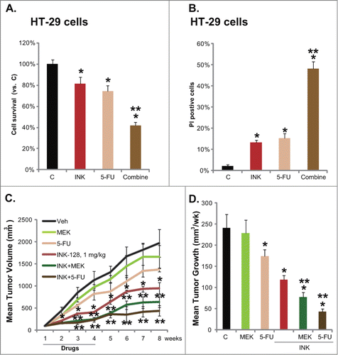 Figure 6. Enhancement of 5-FU-mediated anti-HT-29 cell activity by INK-128. HT-29 cells were treated with INK-128 (5 nM), or with 5-FU (5 μM) for 72 h, cell viability and cell death were tested by MTT assay (A) and PI staining assay (B), respectively. Mice bearing HT-29 tumors were administrated 3 weeks with: vehicle (“Veh”), INK-128 (1 mg/kg, p.o. daily), 5-FU (30 mg/kg, i.p. twice a week), MEK-162 (2.5 mg/kg, p.o. daily), INK-128 + 5-FU, or INK-128 + MEK-162, n = 8 per group. Mean Tumor Volume (in mm3, recorded every week) and average tumor growth (in mm3/week) were presented (C and D). Data were expressed as mean ± SD, experiments were repeated 3 times, and similar results were obtained. *P < 0 .05 vs. vehicle or “C” group. **P < 0 .05 vs. Five-FU only group.