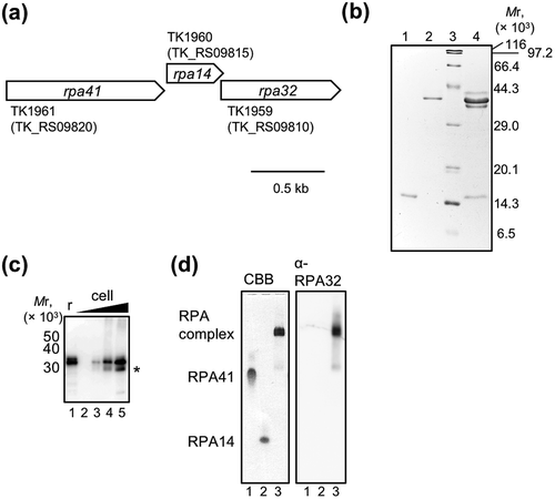 Figure 1. Preparation of RPA complex from Thermococcus kodakarensis (TkoRPA). (a) Schematic map of the gene organization at the operon of rpa41-rpa14-rpa32 in the T. kodakarensis genome. (b) Purified recombinant TkoRPA14 (0.5 μg, lane 1), TkoRPA41 (0.5 µg, lane 2), and TkoRPA complex (2 μg, lane 4) proteins were subjected to SDS −17.5% PAGE followed by CBB staining. Protein size markers were run in lane 3, and their sizes are indicated on the left of the gels. (c) Recombinant RPA complex (20 fmol, lane 1, indicating “r” at the top of the panel) and the cell extracts (1.6 × 105, 8 × 105, 4 × 106, and 2 × 107 cells in lanes 2–5) were loaded to SDS-17.5% PAGE, followed by western blot analysis. The anti-PfuRPA32 antiserum was used to detect TkoRPA32 in the TkoRPA complex or in the cells. Asterisk (*) may indicate the degradation product of TkoRPA32 in the cell. (d) The properties of the purified TkoRPA41 (lane 1), TkoRPA14 (lane 2), and TkoRPA complex (lane 3) in 8% native PAGE run in TBE followed by CBB staining (left of the panel) and western blot analysis (right of the panel), using anti-PfuRPA32 antiserum.
