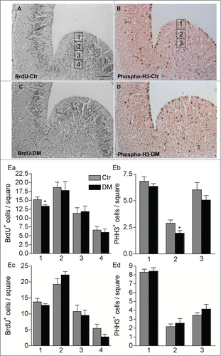 Figure 5. Ablation of Creb and Crem leads to reduced proliferation in the GE but not in the cortex of E13.5 embryos. (A–D) Representative micrographs of coronal telencephalic sections obtained from control (Ctr; A and B) and DM (C and D) embryos upon immunostaining with BrdU (A and C) and phospho-H3 (B and D) antibodies. (E) Quantitative analyses of the immunostaining with BrdU (Ea and Ec) and PH3 (Eb and Ec) antibodies in the GE (Ea and Eb) and in the cortex (Ec and Ed). Scale bar is 60 μm; N = 3–4. Asterisks indicate significant differences vs. control (Ctr) counterpart (Student's t-test) *P < 0 .05.