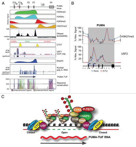 Figure 1 Non-canonical transcriptional regulation at the PUMA locus. (A) A linear scale model of the PUMA locus indicating the exon structure and dual transcription start sites followed by a schematic summary of ChIP data, DNase I accessibility data and RNA analysis. Primary ChIP data for H3K4me3, H3K9Ac, H3K9me3, CTCF and RNAPII was previously published in Gomes and Espinosa.Citation55 Primary data for H3K27me3 and USF2 is shown in (B). Data on DNaseI accessibility, USF1 occupancy and poly A- nuclear RNA was obtained from the USCS genome browser after analysis of publicly available genome wide datasets.Citation62,Citation66,Citation67 Several lines of experimental evidence supporting the existence of PUMA-TUF were published in Gomes and Espinosa.Citation55 PUMA locus conservation plot is an adapted view of VI STA plot data (http://genome.lbl.gov/vista/index.shtml) comparing human and murine genomic sequences. (B) ChIP assays were performed with whole-cell extracts from control and 5-FU-treated (8 h) HCT116 p53+/+ cells with antibodies recognizing H3K27me3 and USF2. The locus maps are a condensed scale model of those seen in (A). The location of 20 Real-Time PCR amplicons used in ChIP assays is also shown; red asterisks represent the p53RE s. The gray band represents the annotated transcribed region. (C) A model summarizing the transcriptional state of the PUMA locus prior to p53 activation.