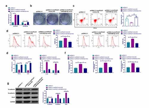 Figure 5. CircPLCE1 influences TAM M2 polarization, and CRC EMT and glycolysis via controlling miR-485-5p a. RT-qPCR to detect circPLCE1 and miR-485-5p after co-transfection of pcDNA 3.1-circPLCE1 and miR-485-5p mimic; b. Colony formation to detect the impacts of augmented circPLCE1 and miR-485-5p on SW480 cell proliferation; c. Flow cytometry to detect the impacts of augmented circPLCE1 and miR-485-5p on apoptosis of SW480 cells; d. Flow cytometry to detect the impact of macrophages cultured with SW480 cells with augmented circPLCE1 and miR-485-5p and CM on the proportion of CD206+ and CD163+ cells; e. RT-qPCR to detect the impact of macrophages cultured with SW480 cells with augmented circPLCE1 and miR-485-5p and CM on M1 macrophage markers TNF-α and IL-6, and M2 macrophage markers IL-10 and MRC1; f. The impacts of simultaneously elevated circPLCE1 and miR-485-5p on glucose consumption, lactic acid and pyruvate production in SW480 cells; g. Western blot to detect the impacts of augmented circPLCE1 and miR-485-5p on E-cadherin, N-cadherin and Snail in SW480 cells. Expression of the data was as mean ± SD (n = 3); *P < 0.05.