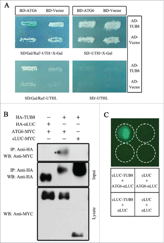 Figure 1. ATG6 interacts with TUB8 in yeast and N. benthamiana. (A) Interaction of NtATG6 with NtTUB8 in yeast. Yeast cells harboring both BD-ATG6 and AD-TUB8 were able to turn blue on X-Gal-containing plate and grow on Leu-deficient medium in the presence of galactose and raffinose. Yeast harboring other control constructs showed no growth or color-changes, on corresponding induction plates. (B) NtTUB8 coimmunoprecipitates with NtATG6. Immunoprecipitation (IP) by anti-HA antibody was performed on total protein extracts from N. benthamiana leaves transiently expressing HA-TUB8 or other control groups. Precipitates were then analyzed by immunoblotting (IB) using anti-MYC (top panel) or anti-HA (middle panel) antibodies. Expression of MYC-tagged proteins was checked with anti-MYC (bottom panel). (C) Firefly luciferase complementation imaging (LCI) assay shows the interaction of ATG6 with TUB8. Coexpression of cLUC-TUB8 with ATG6-nLUC, but not other negative controls, reconstituted LUC activities and generated luminescence in the presence of luciferin. Infiltration areas of various combinations of constructs are indicated by the dashed circle.