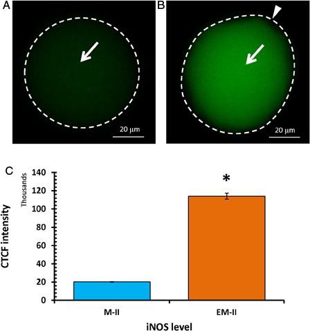 Figure 2. Representative photographs showing fluorescence intensity of iNOS during postovulatory aging-induced abortive SEA. (A) Control egg (M-II). (B) An increase of iNOS fluorescence intensity in egg that underwent postovulatory aging-induced abortive SEA (EM-II). (C) Bars showing CTCF analysis of fluorescence intensity of three independent experiments. Values are mean ± SEM of three independent experiments. Data analyzed by Student's t-test, *P < 0.001.