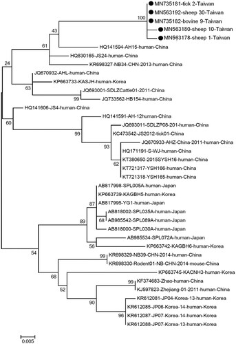 Figure 1. Phylogenetic analysis of the partial S segment of severe fever with thrombocytopenia syndrome virus identified in Taiwan. In total, of those 21 positive samples, 5 distinct sequences of partial S gene were identified from each species of animals in this study. The Nucleotide sequences of the local isolate indicated as a black circle. Other representative viral strains were presented with their accession numbers and also the host and country of isolation. The evolutionary history was inferred using the maximum-likelihood method, based on the Kimura 2-parameter model (1000 bootstrap replicates). The percentage of trees in which associated taxa clustered is shown next to the branches. Scale bar indicates nucleotide substitutions per position.