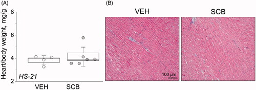 Figure 2. Sacubitril’s effects on the heart. (A) Endpoint heart-to-total body weight ratios. (B) Histological characterization of cardiac tissue using Masson trichrome staining. Representative images of cardiac tissues from experimental rats isolated at the end point of the experimental protocol [high-salt diet, upon administration of vehicle (VEH) or sacubitril (SCB)]. One-way ANOVA was used for statistical analysis. p values are shown for comparisons where p < .05.