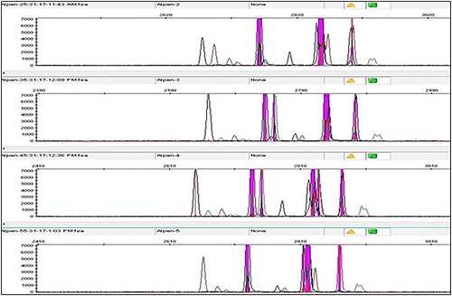 Figure 1. Representative multiplex images for all 10 loci in samples from four active cigarette addicts.Note: The pink columns represent the pull-up peaks.