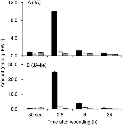 Figure 6. Amounts of JA and JA-Ile in each section of a leaf after mechanical wounding. Leaves of Arabidopsis (No-0) were wounded on one side of the leaf lamina. The leaf was then dissected into a directly injured lamina section (black bars), a mid-vein section (white bars), and the other side of the lamina (grey bars) as shown in Figure 5. The amounts of JA (A) and JA-Ile (B) were determined with LC-MS/MS. Values are given as means ± standard error (n = 3).