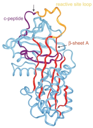 Figure 3 Structure of AAT: 3 β-sheets, 8 α-helixes. Reprinted from CitationJanciauskiene S. 2001. Conformational properties of serine proteinase inhibitors (serpins) confer multiple pathophysiological roles. Biochim Biophys Acta, 1535:221–35. Copyright © 2001, with permission from Elsevier.