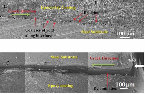 Figure 6. SEM Images Showing the Incomplete Fractured Discs at ψ=30 for Epoxy/Clay Steel interface (a) and for epoxy/steel interface (b)