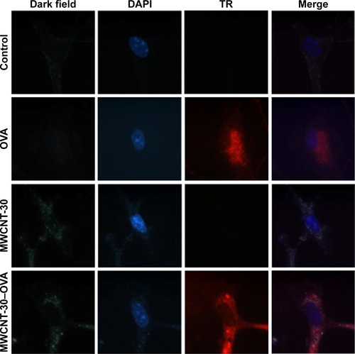Figure S3 Delivery of fluorescent TR-OVA by MWNCT-30 into BMDMs visualized by dark field and fluorescent microscopy.Notes: Macrophages treated with MWCNT-30 alone showed no fluorescence, but macrophages treated with MWCNT–TR-OVA complex showed strong fluorescence (magnification: 100×).Abbreviations: BMDMs, bone-marrow-derived macrophages; DAPI, 4′,6-diamidino-2-phenylindole; MWCNT, multiwalled carbon nanotube; OVA, ovalbumin; TR-OVA, Texas Red-conjugated OVA.