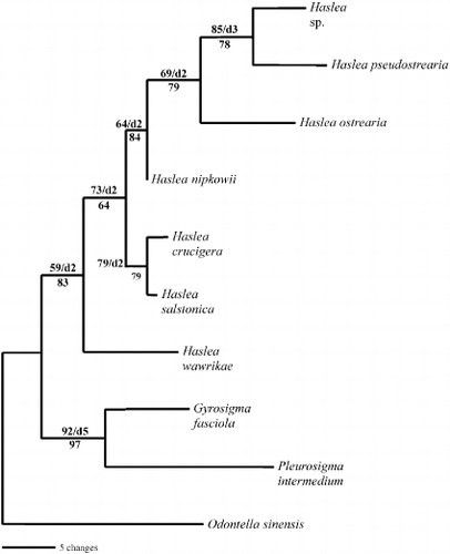 Fig. 43. Single most parsimonious tree for 16S sequences of Haslea, Gyrosigma and Pleurosigma species, rooted with Odontella sinensis. The tree is 104 steps long with a consistency index of 0.7885 and a retention index of 0.6000. Branch lengths are proportional to the nucleotide changes indicated by the scale bar below the tree. Numbers above or below branches are bootstrap values based on 1000 replications of the MP or ML analyses, respectively. Decay index values (d) are also provided.