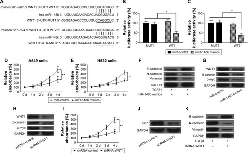 Figure 4 miR-148b inhibits proliferation and metastasis of lung cancer by directly regulating the WNT1/β-catenin signaling.
